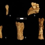 Faunal remains from SU 9: a: ox incisor; b: fragment of dog mandible; c: sheep/goat phalanx; d: deer phalanx; e: pig metapodial