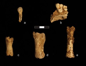 Faunal remains from SU 9: a: ox incisor; b: fragment of dog mandible; c: sheep/goat phalanx; d: deer phalanx; e: pig metapodial